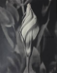 Image description is not available for 2007.072